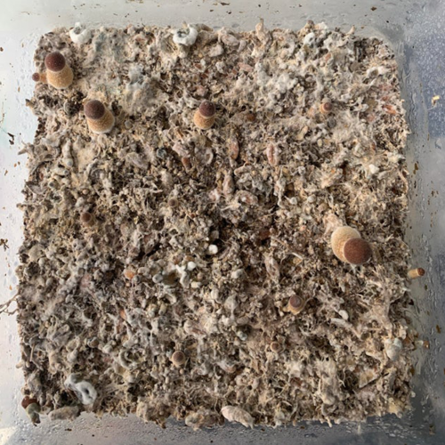 Dehydrated mushroom cake, mycelium have grey color