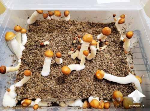 Side growing mushrooms in monotub ready for harvesting