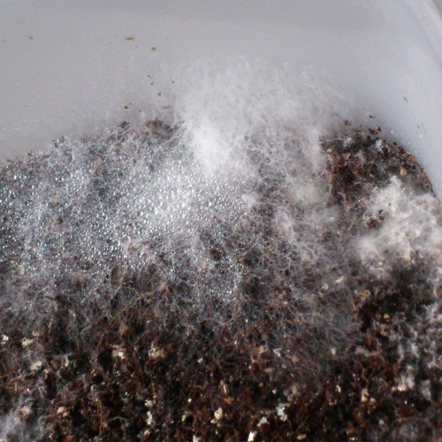 Dactylium or cobweb mold