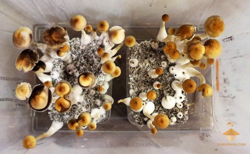 Psilocybe Cubensis Thai strain. Third flush of fruiting and harvesting magic mushrooms. 49-50 days after inoculation. 9-10 days in growing box