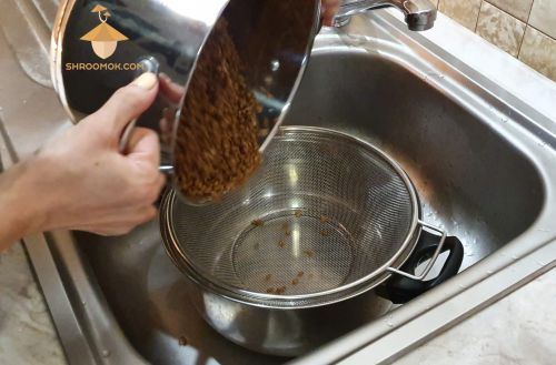 Leave grain in strainer for 30 minutes. How to prepare substrate for growing psilocybin mushrooms Psilocybe Cubensis