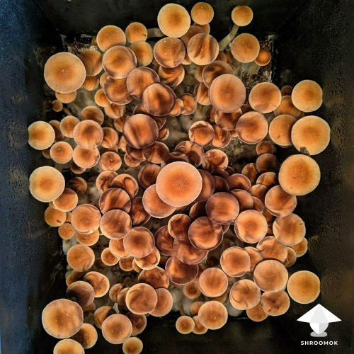 Magic mushroom harvest in MonoTub