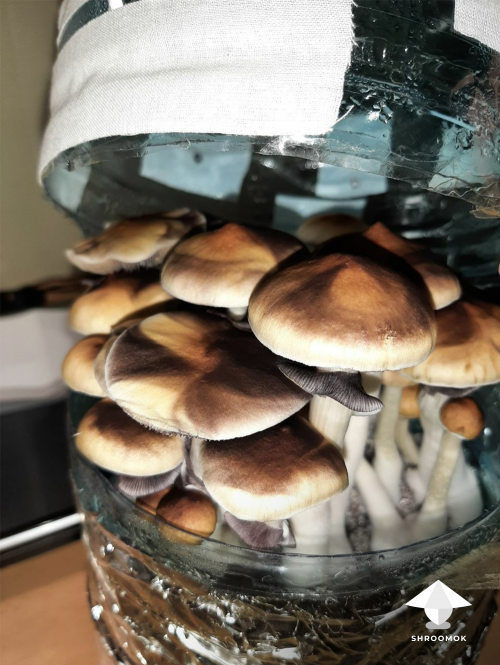 Mushroom harvest in bottle