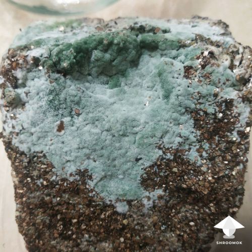 Powdery texture of green mold contam