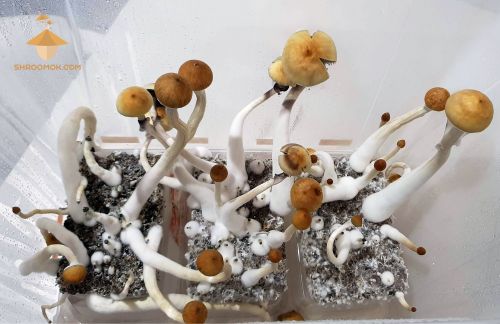 Golden Teacher (on the left) and Thai cakes (in the middle and on the right). Fourth flush of magic fungi growing