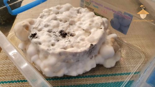 Overlay and mycelium products