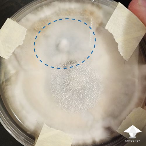 Mycelium bruising on agar