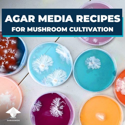 Agar media recipes and their uses for mushroom growing