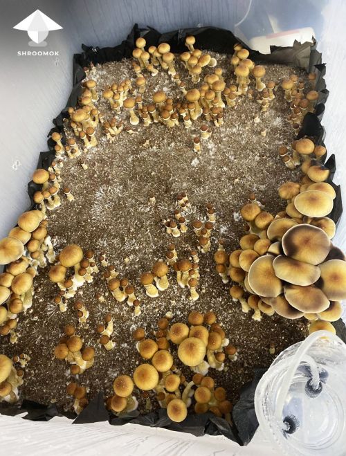 Growbox for mushrooms with air pump