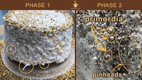 Pinhead and primordia examples