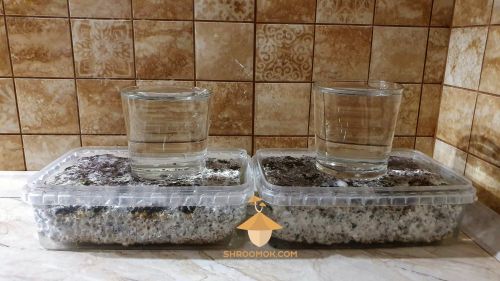 Leave psilocybe cubensis cake for soaking (12-24 hours) at room temperature