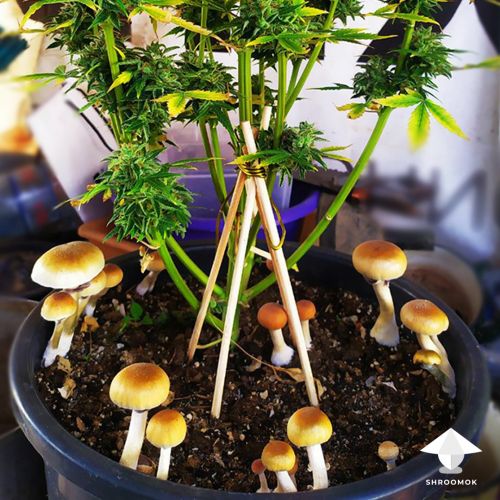 Psilocybe Cubensis magic mushrooms grow with plant in pot
