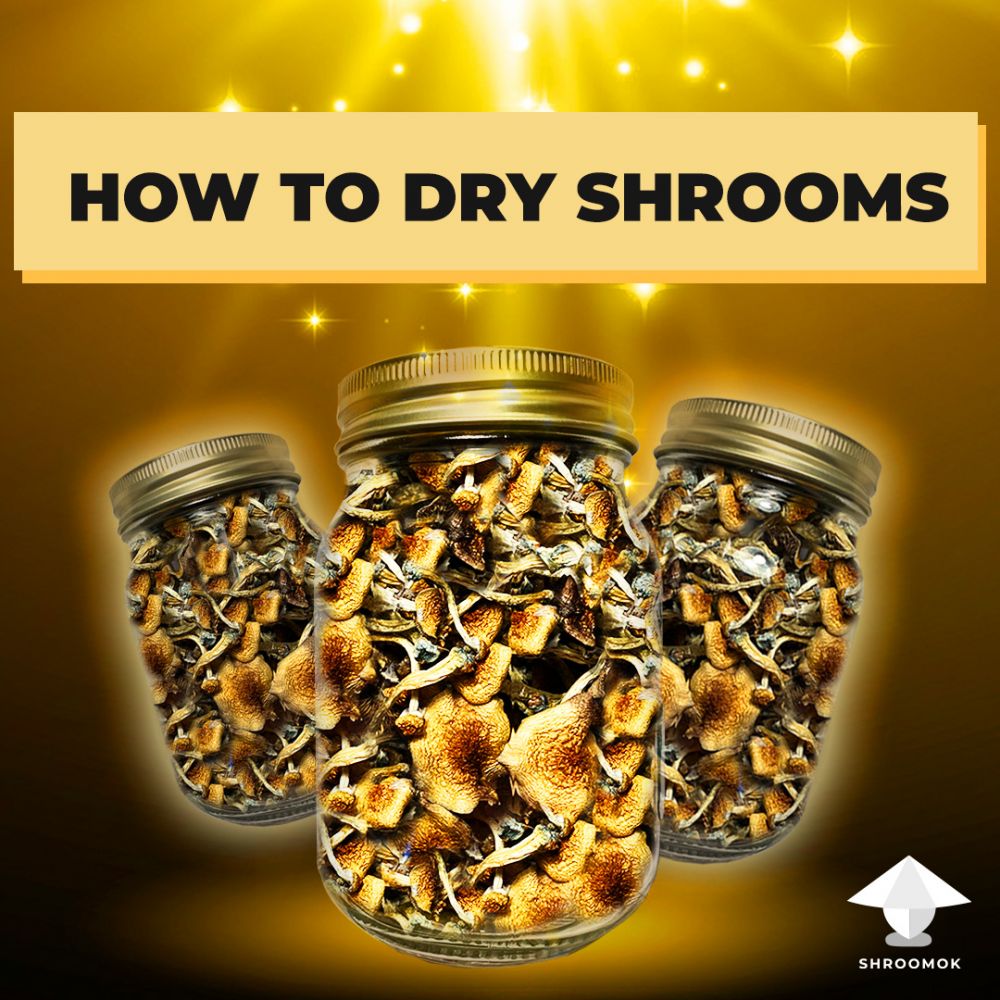 How to dry and store psilocybe mushrooms