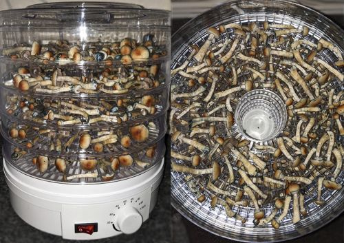 How to dry psilocybin mushrooms in dehydrator