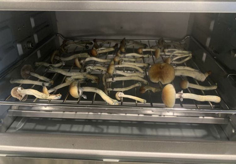 How to dry and store psilocybe mushrooms