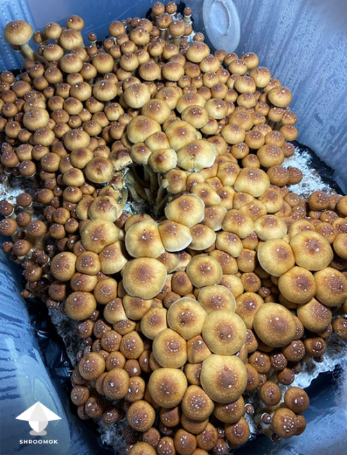 Psilocybe cubensis Pink Buffalo magic mushrooms growing in monotube
