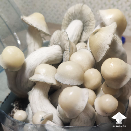 Growing APE mushrooms in bottle