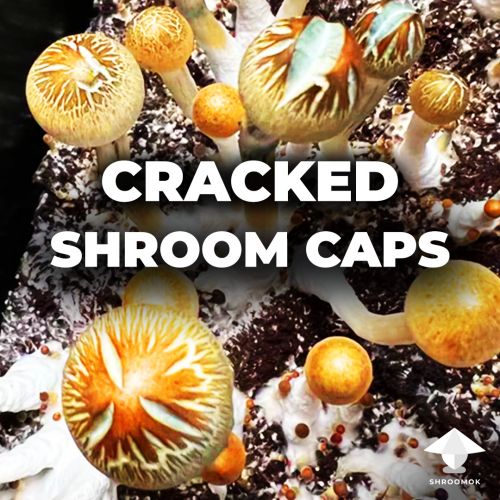 Mushroom caps and stems cracked
