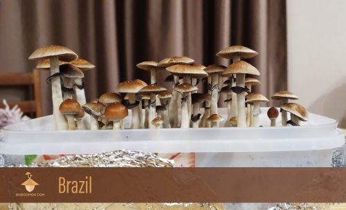 Psilocybin mushrooms Brazil strain. First flush of fruiting and harvesting magic fungus