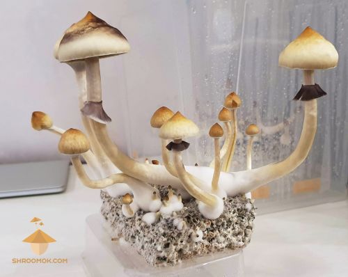 Fifth flush of magic fungi growing