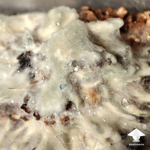 Mycelium bruising or contamination