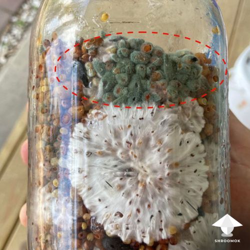 Mushroom spawn jar contaminated by Trichoderma mold.