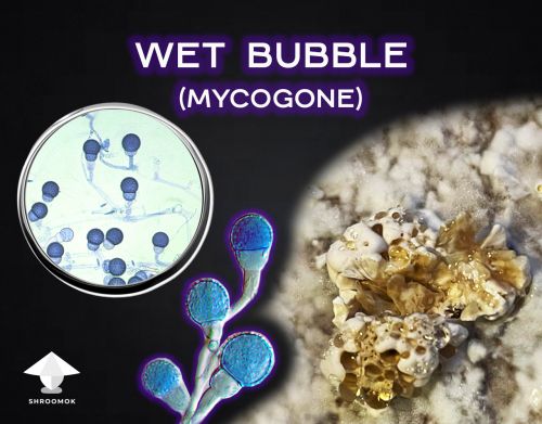 Mycogone perniciosa contamination or wet bubble disease in mushroom growing
