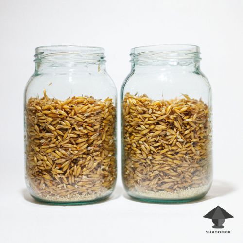 Fill the jars with substrate, 2/3 or 3/4 of the volume