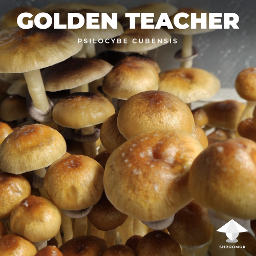 Main features of golden teachers