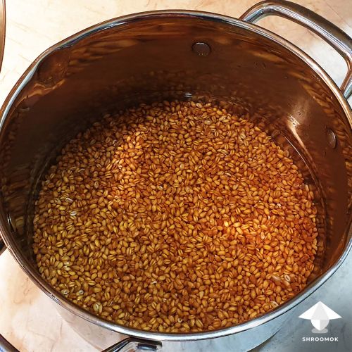 Soak grain for mushroom spawn before simmer