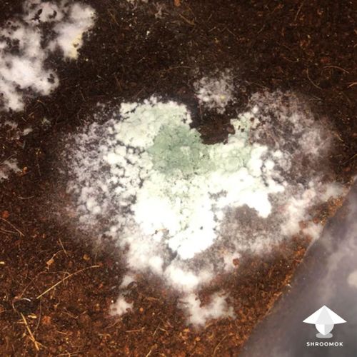 Trichoderma mold contam