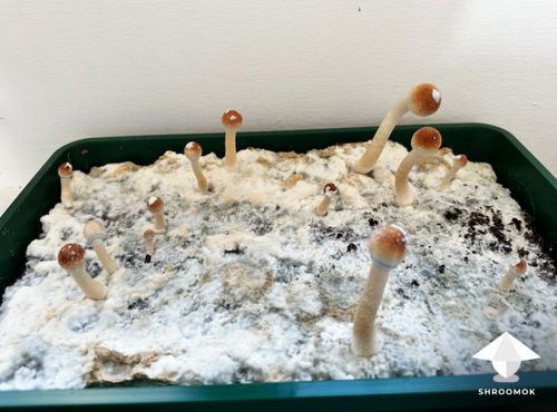 Natalensis growing - day 14 of fruiting period
