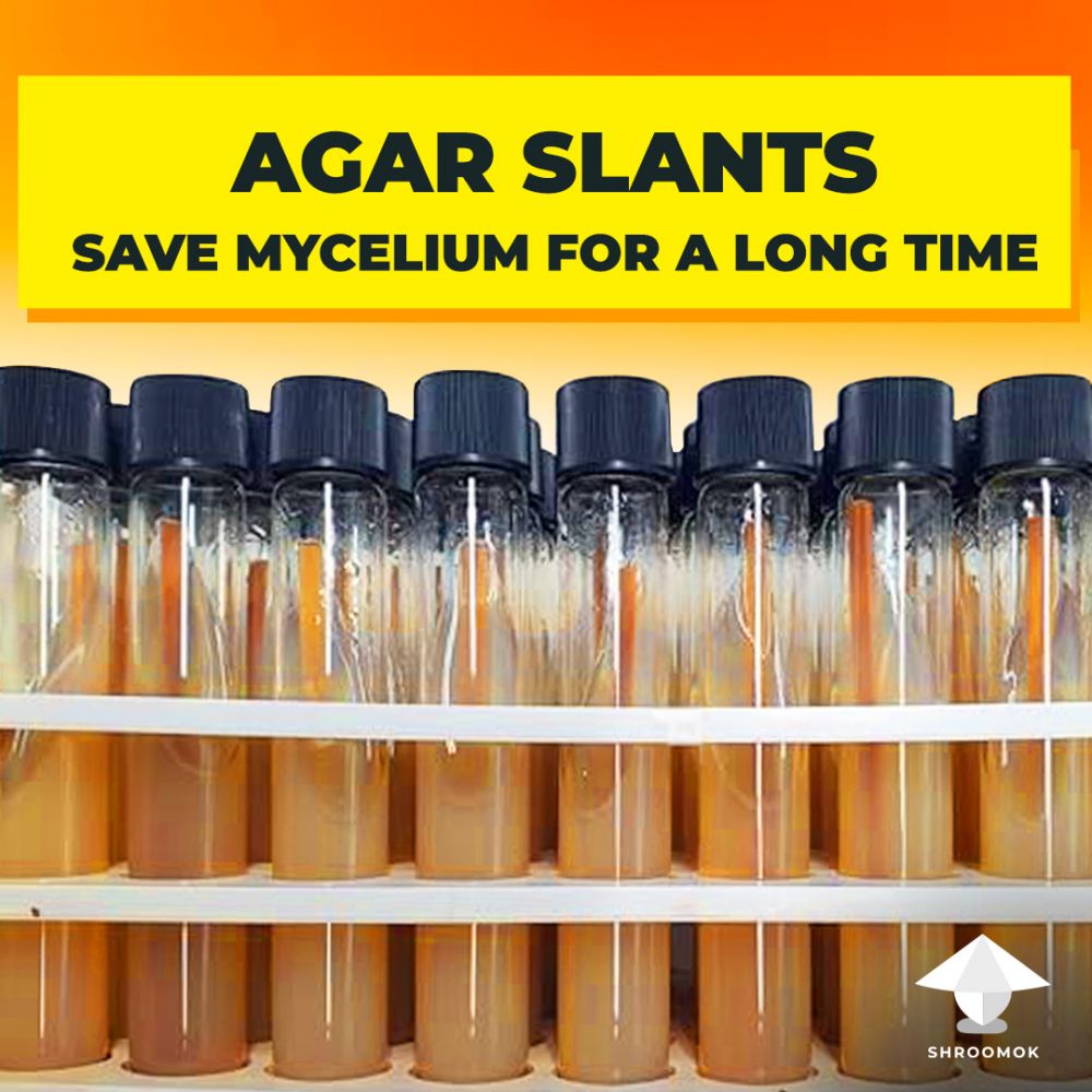 Long term mycelium storage on agar slants