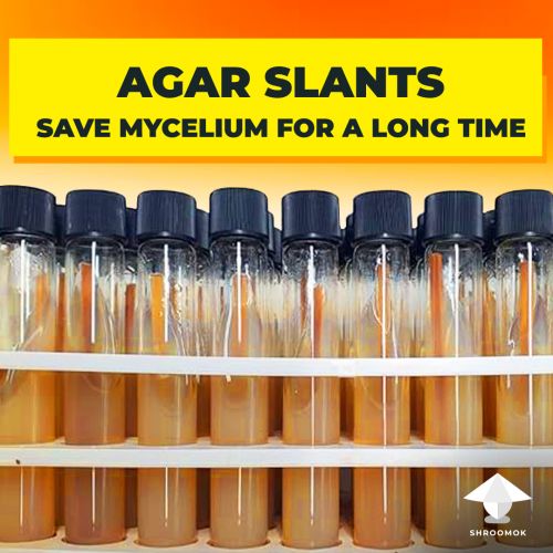 Agar slants for long term mycelium storage