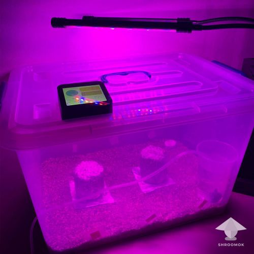 Growbox for mushroom cakes