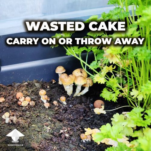 Wasted mushroom cake: throw away or bury in the garden