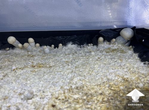 Side pins fruiting near the walls of fruiting chamber and zero mushrooms on the top surface