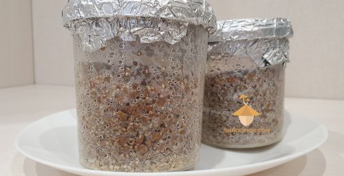 Sterile grain substrate for mushroom spawn after sterilization in pressure cooker