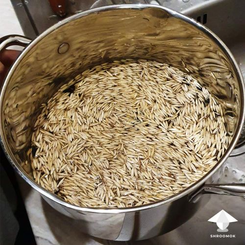 Soaking whole oats for mushroom spawn