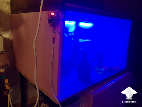 Complete guide: incubation chamber aka incubator for mushroom colonization period