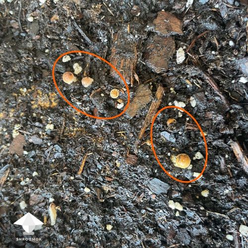 Outdoor mushroom growing in plant pot from wasted mushroom cake after 6 flushes