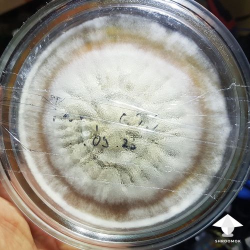 Tampanensis magic truffle clone on agar