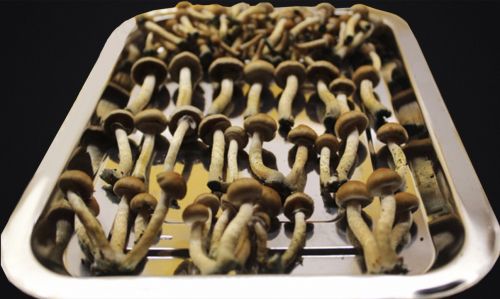 Easy way to dry psilocybin mushrooms without dehydrator and fan