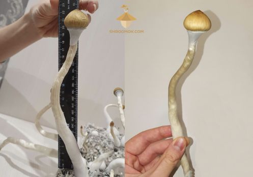 Psilocybe cubensis mushrooms measurements. Fourth flush of fruiting and harvesting magic mushrooms. The height of mushrooms reaches 23-25 cm