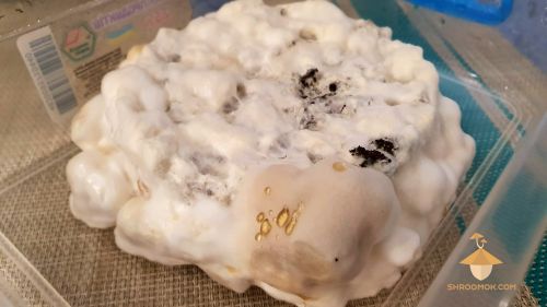 Psilocybin mushrooms mycelium products