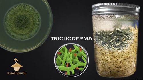 Trichoderma contamination in psilocybin mushrooms cultivation