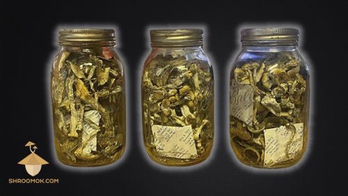 Dried psilocybin mushrooms in jars with silica gel to absorb moisture and for long term storage