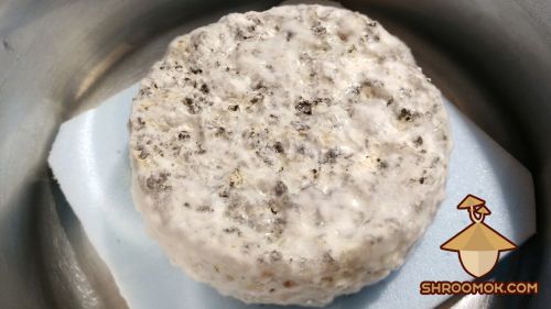 Strange cottony mycelium or mycelium crust