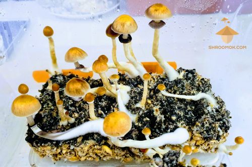 Psilocybe Cubensis Brazil. Fifth magic mushroom harvest. 61-63 days after inoculation. 7-9 days between flushes