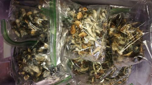Zip bag pack to store magic mushrooms